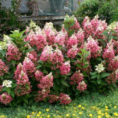 Hydrangea paniculata 'Candlelight' - Aedhortensia 'Candlelight' C2/2L